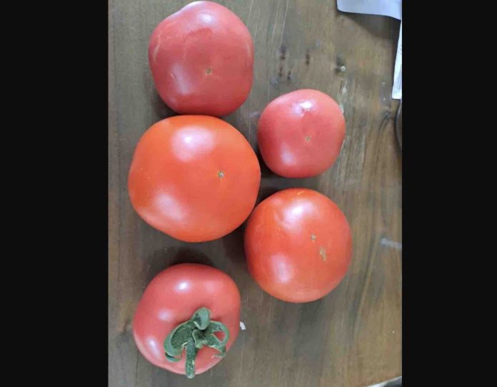 pomidory malinowe